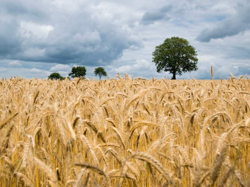 agriculture-2549245_960_720 agriculture-2549245_960_720